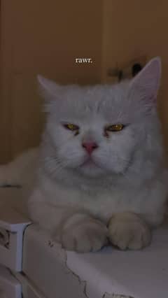 PERSIAN DOUBLE COATED WHITE CAT