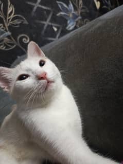 semiPersian