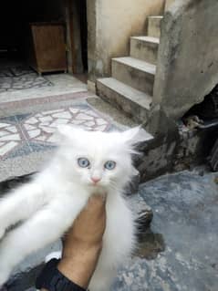 Persian