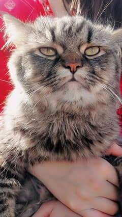 persian cat pair
