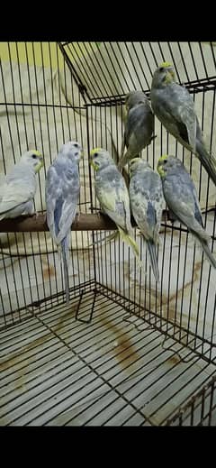 Rainbow Budgie