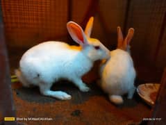 full white red eye. rabbits. male female