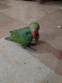 Ringneck male Healthy and Active