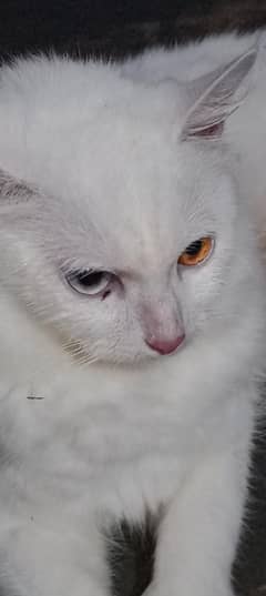 percian