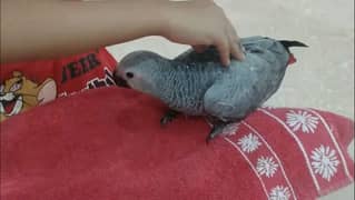 African gray parrot - african grey parrot female congo size