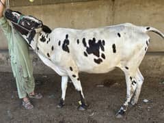 Palai available for Qurbani 2026.