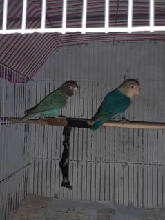 lovebird