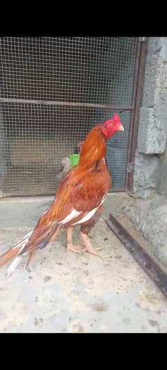 in birds ka chicks available ha