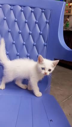 Persian double coated kitten / Persian cat /odd eyes/ 03187020013