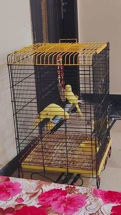 YELLOW RING NECK MALE AND FEMALE FOR SALE URGENT