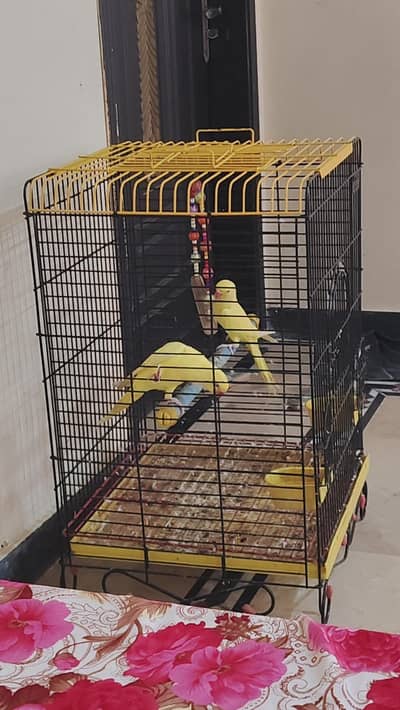 YELLOW RING NECK MALE AND FEMALE FOR SALE URGENT