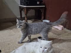 Persian
