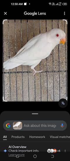 albino