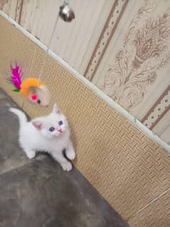 Persian kitten/ double coated / blue eyes / 03187020013