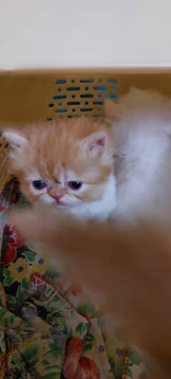 Triple coated cat peke face