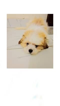 for sell