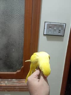 yellow ring neck hand tame