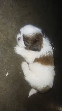Shih-tzu