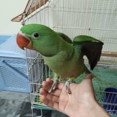 raw baby parrot
