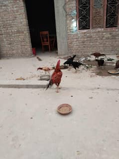 aseel sindhi