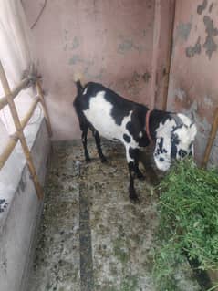 bakri for Sall