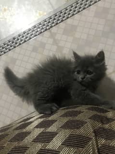Persian kittens home breed grey and smokey