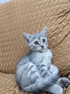 Kitten