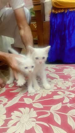Available 3 cats Male