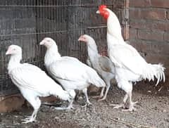 Noori Heera Aseel Egg