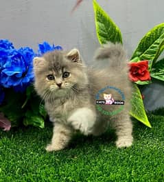 Persian Kittens |white Fawn Grey Triple Coated|Punch face|cat