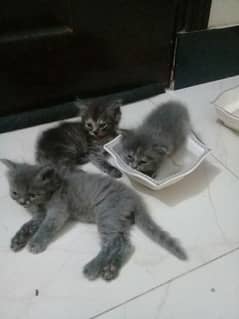 Kittens for sale