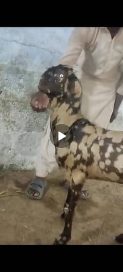 pure tota puri Bakra 4 month vip jhalar