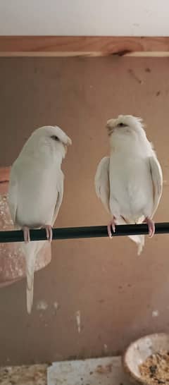 Albino crested breeder pair (and Big size Wood cage 2 portion