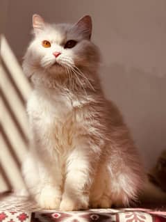TRIPLE COATED WHITE FEMALE CAT UP FOR ADOPTION.