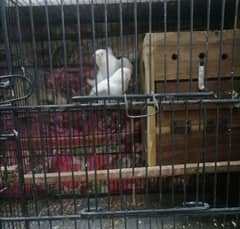 albino breeder pair