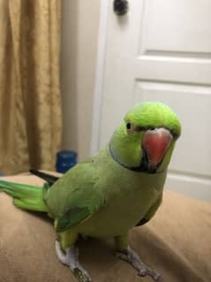 Green Ringneck male  mitho