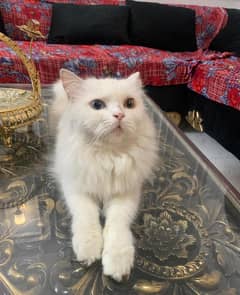 Persian Cat odd eyes (pair)
