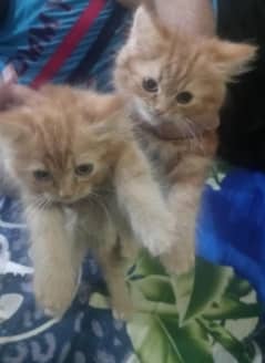 persian