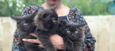 cats baby