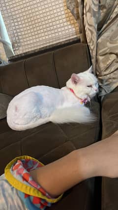 Selling white persian cat