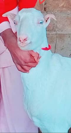 پیور وائٹ ٹیڈ ا