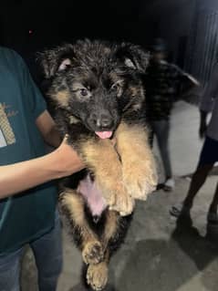 German shepherd long coat female