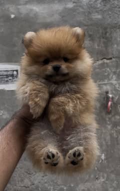 Pomeranian