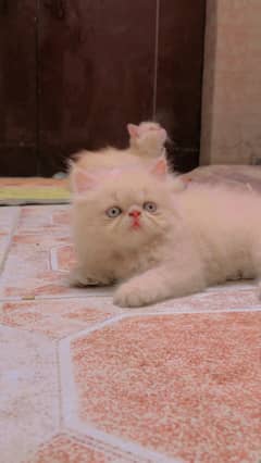 Persian kittens