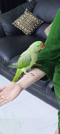 Raw Parrot Talking Hand Tamed Registered
