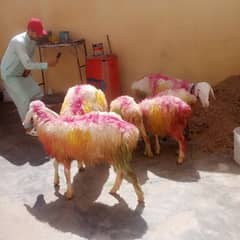 5 Sheeps(most urgent sale)
