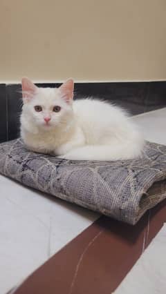 Persian Cat For Sale