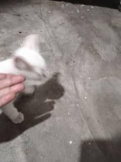 persian white cat baby