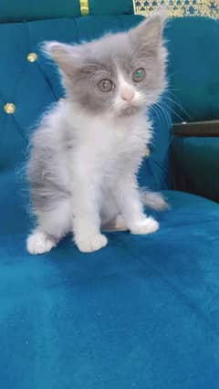 persian doll face kittens