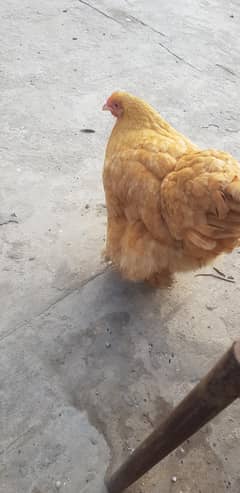 golden buff hen